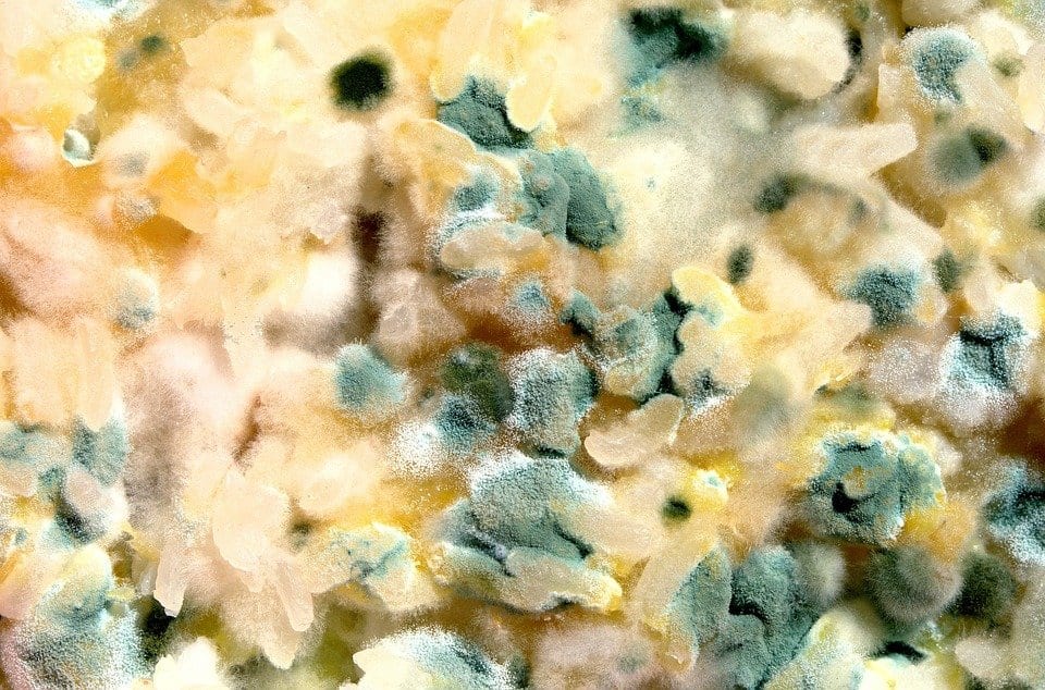 Mold Growth
