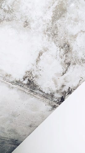 mold Restoration