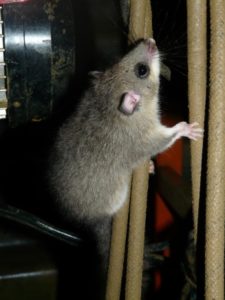 Critter Decontamination