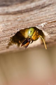 Termites