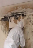 Mold Grows