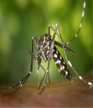 Mosquitoe