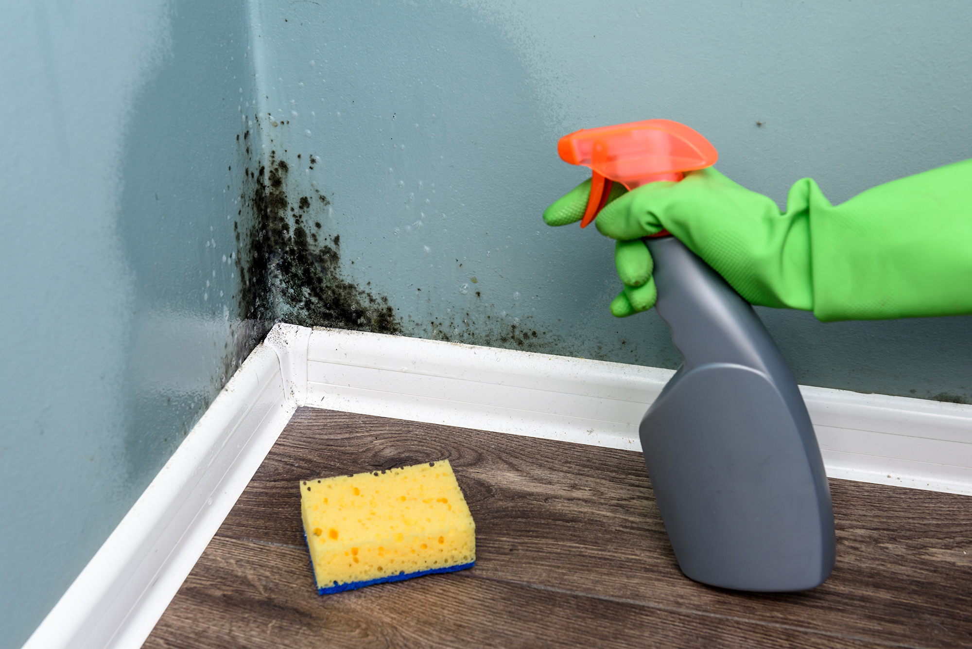 Rock Hill, SC – Mold Inspection & Remediation Signs from a Restoration Company