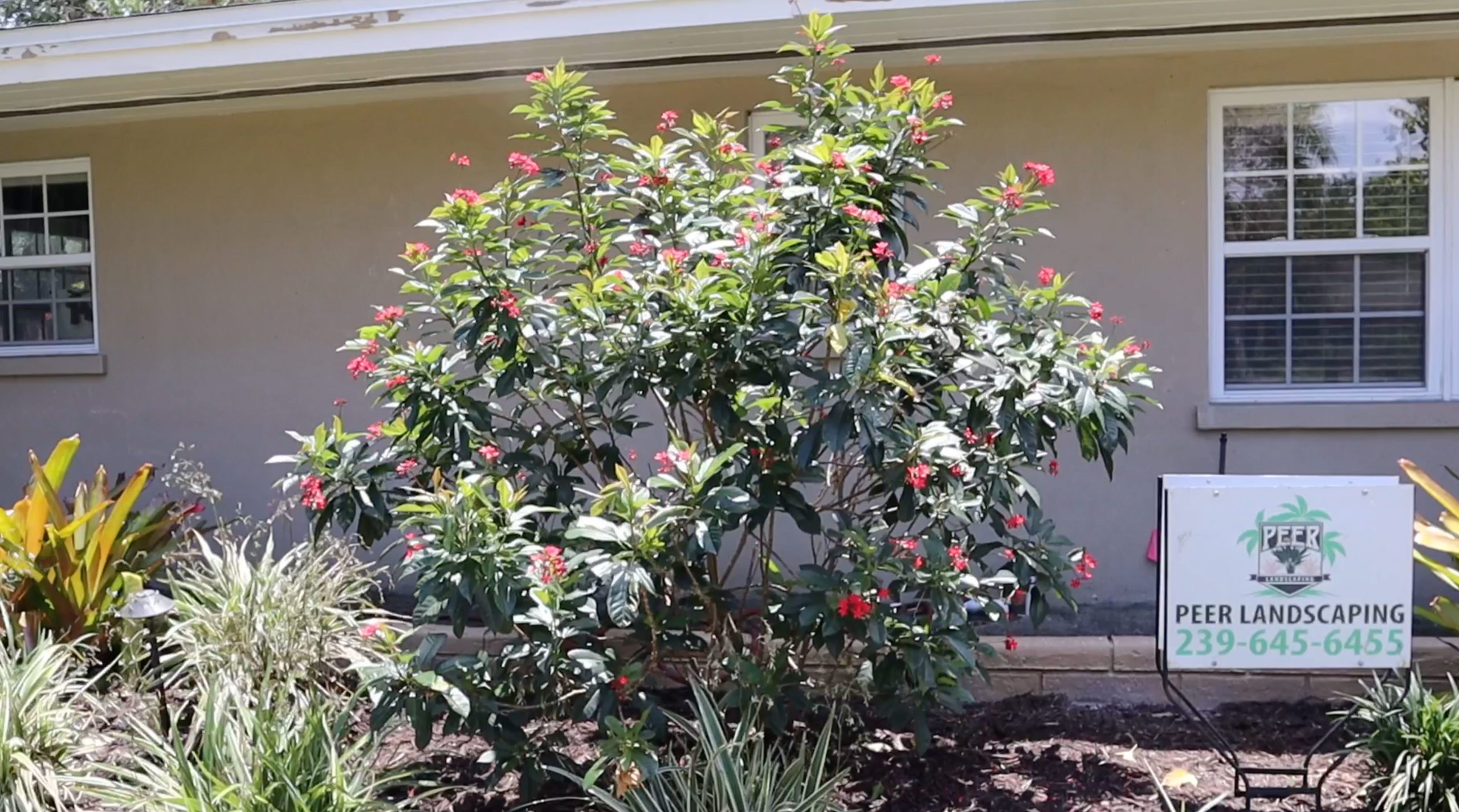 Fort Myers, FL - Bailey Peer Discusses the Importance of Landscape Maintenance