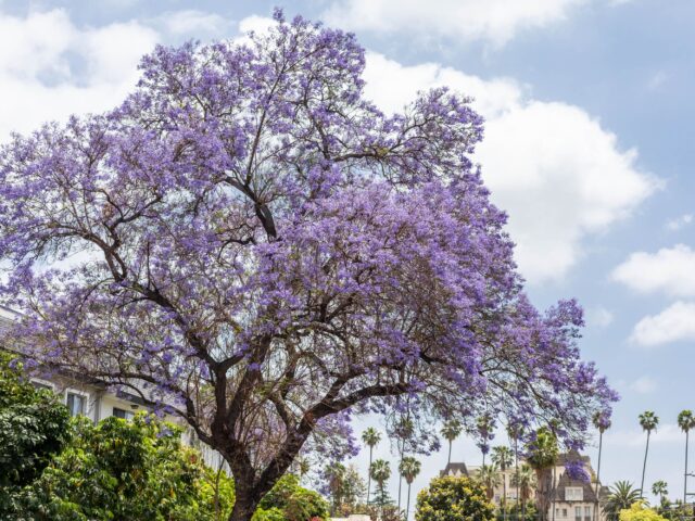 Choosing the Right Type of Trees for Your Landscape