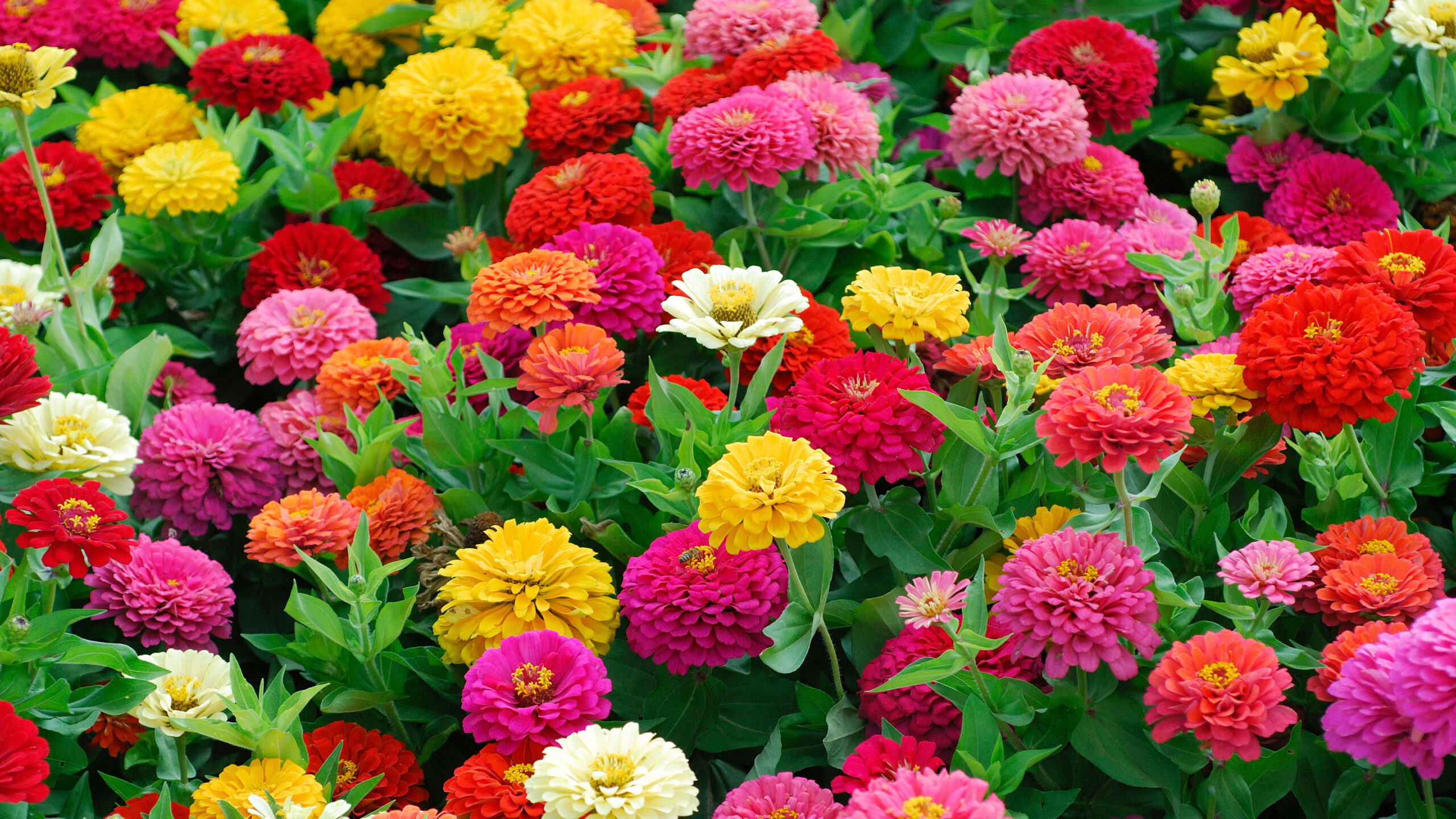 Let Us Fill Your Southwest Florida Garden with Brilliant Beautiful Blooms Seasonally