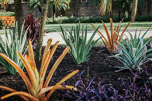 Fort Myers, FL - Eric Frankovitch Fort Myers Landscape Maintenance, Part 3