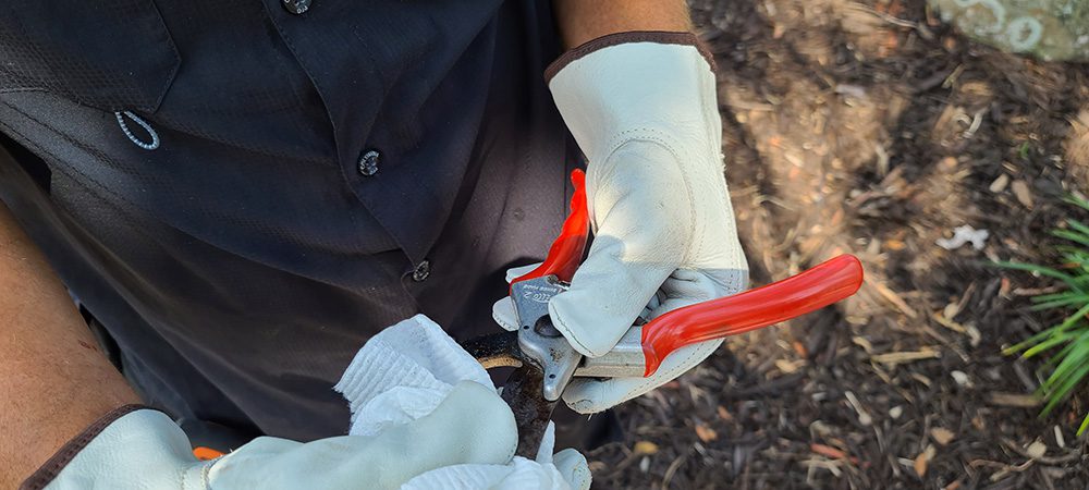 Fort Myers, FL - -Eric Frankovitch Fort Myers Landscape Maintenance, Part 2