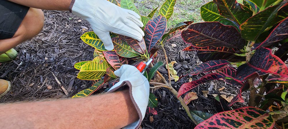 Fort Myers, FL - Eric Frankovitch on Fort Myers Landscape Maintenance Services