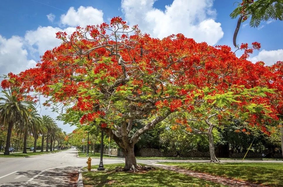 Peer Landscaping of Fort Myers FL