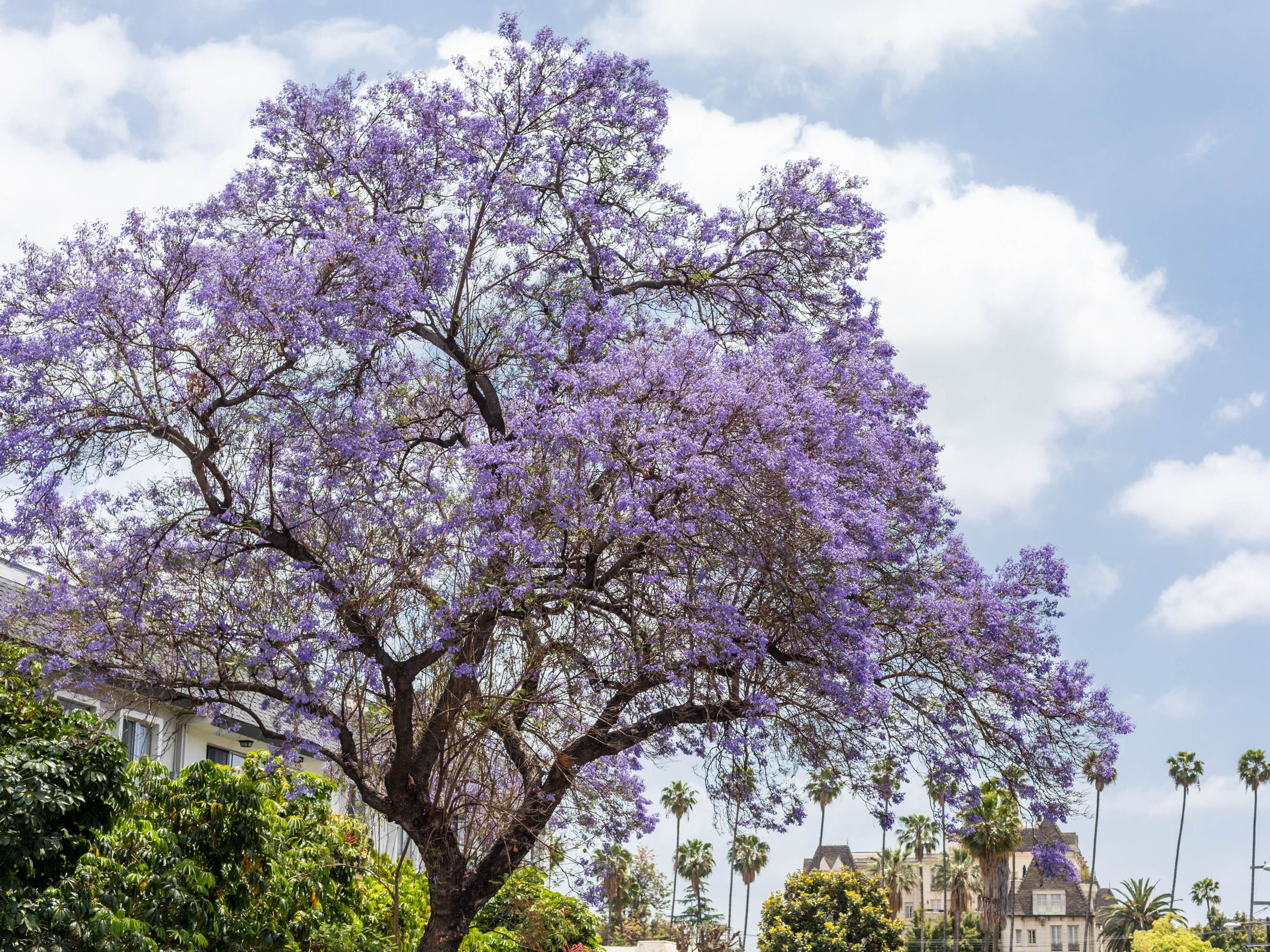 Peer Landscaping of Fort Myers FL