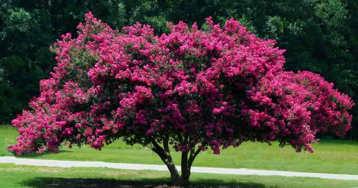 Peer Landscaping of Fort Myers FL