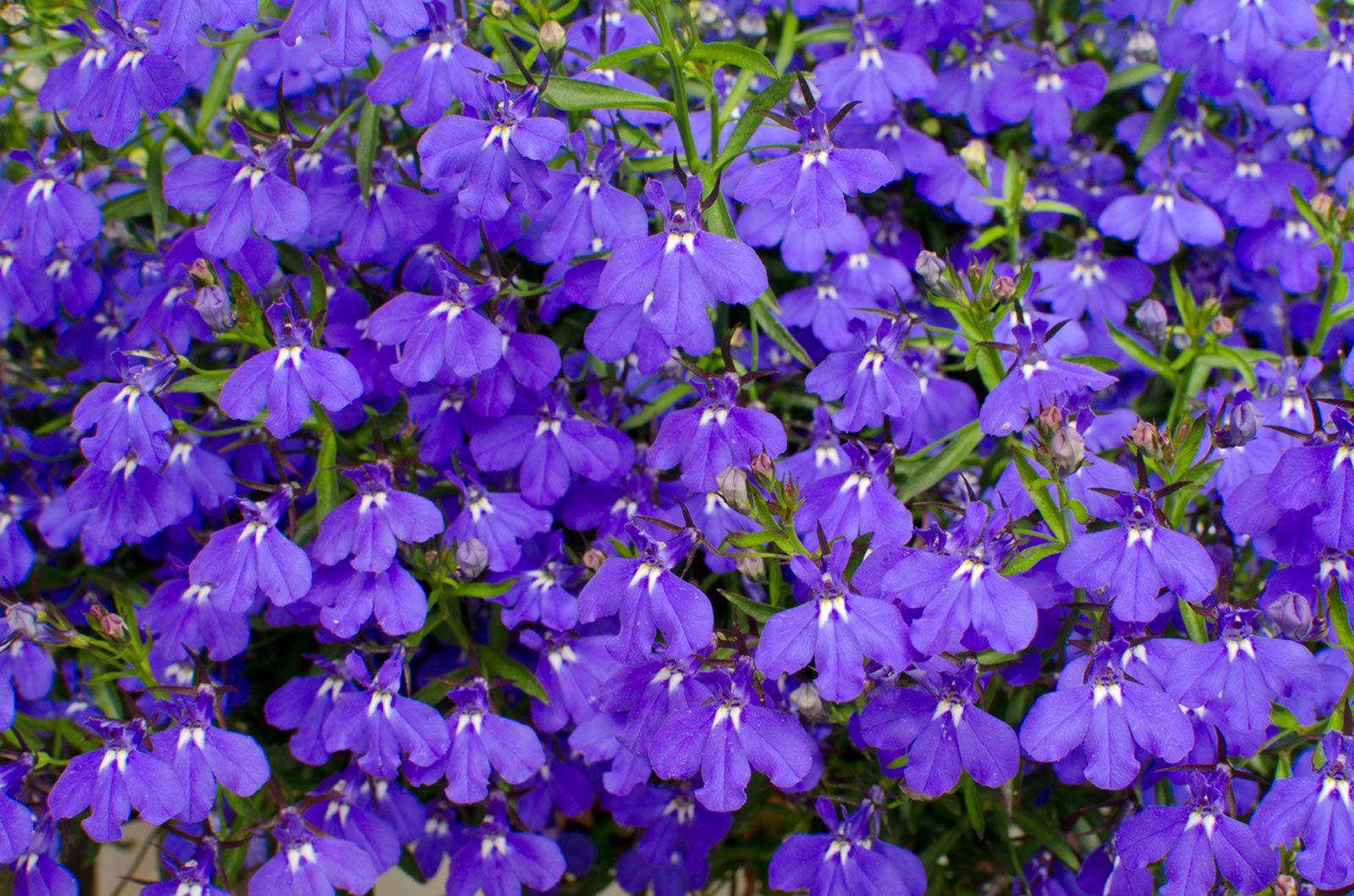 Peer Landscaping of Fort Myers FL