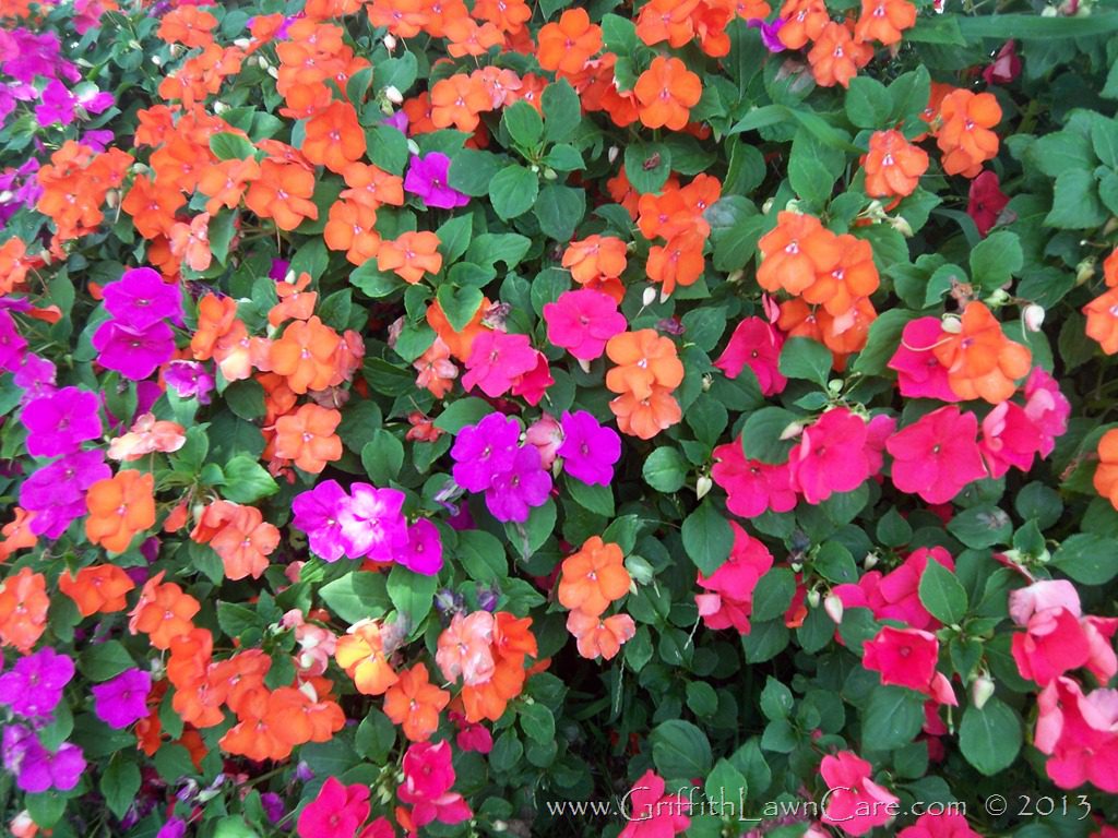 Fort Myers, FL - How Flowers Can Add a Whole New Dimension To Your Outdoor Space