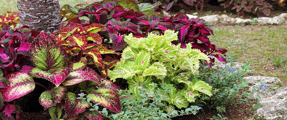 Peer Landscaping of Fort Myers, FL