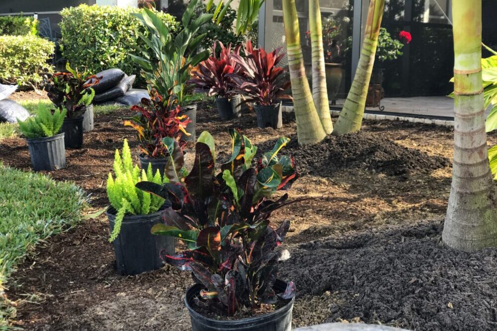 Lovely Landscaping Around Your Lanai