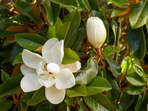 Peer Landscaping of Fort Myers FL