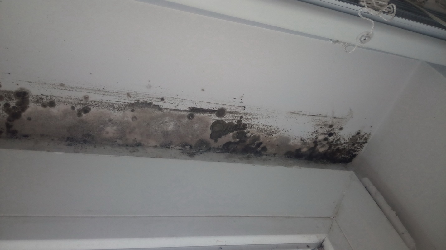 Fort Worth, TX - Don't Use Bleach to Clean Mold for the Following Reasons