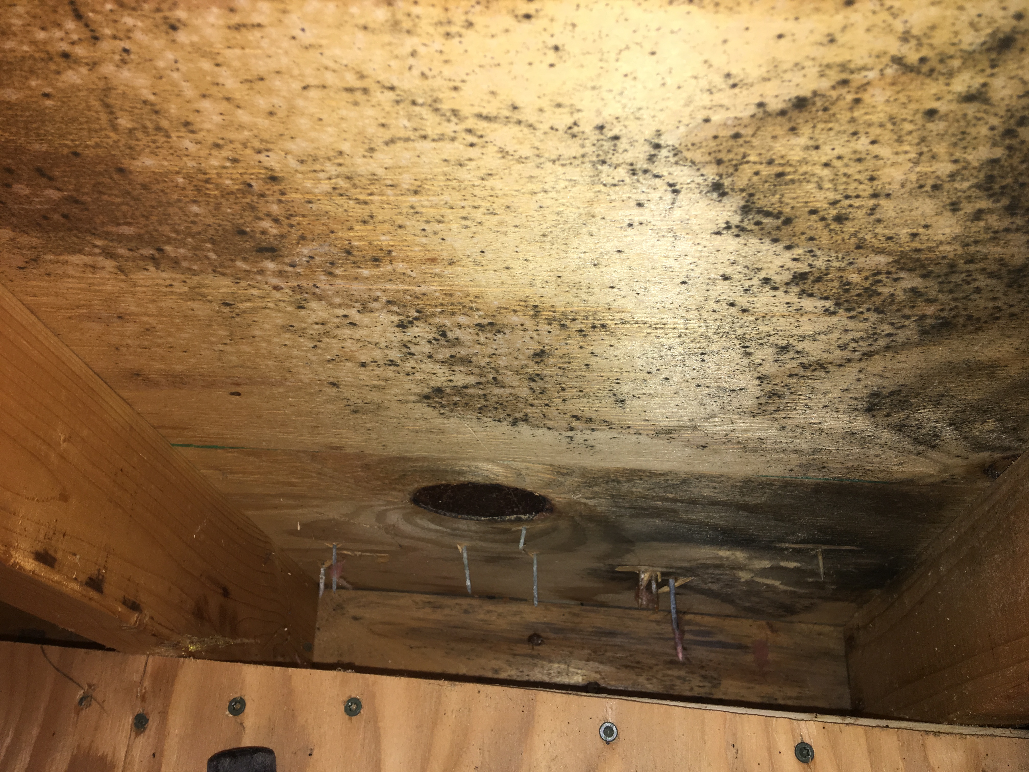 Holliston, MA - Do You Think You Have Mold in Your Attic?