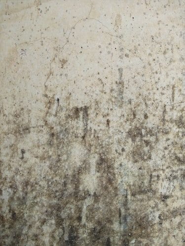 Mold