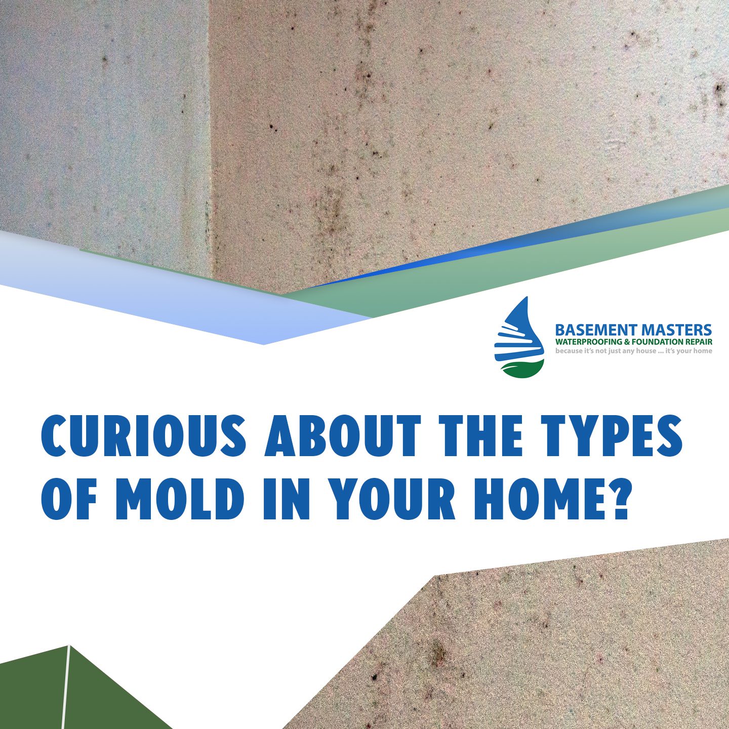 Curious-About-The-Types-Of-Mold-In-Your-Home