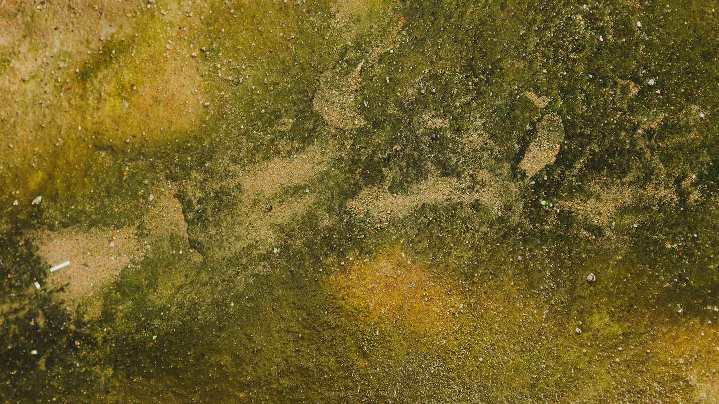 Mold Removal