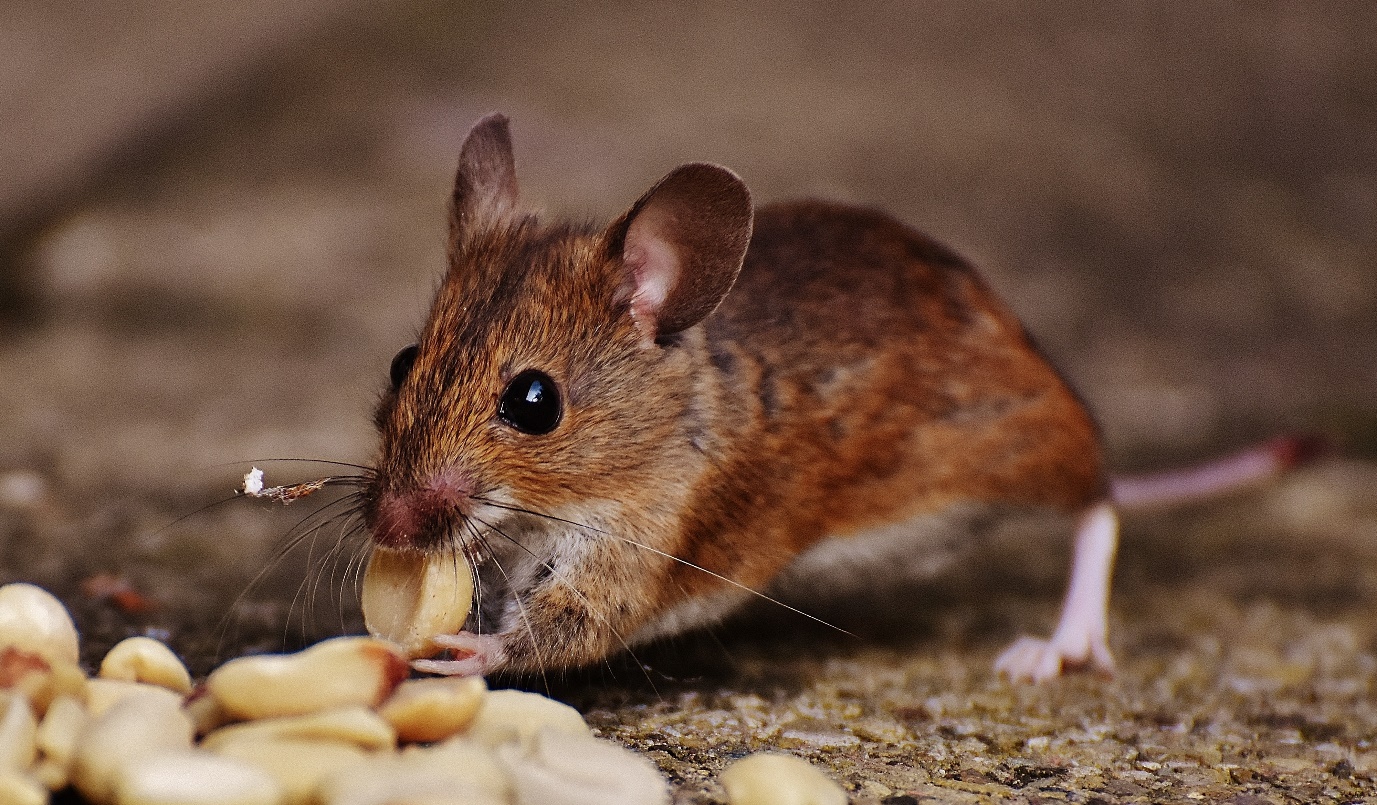 Mice Infestation