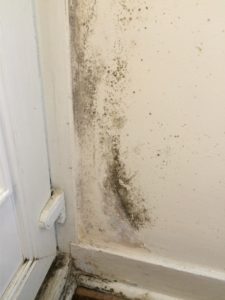 Mold on Wall