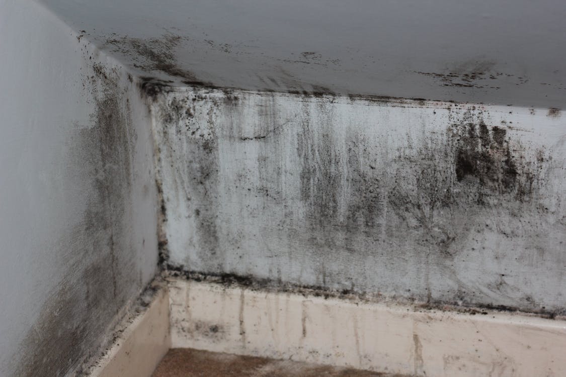 Greenville, SC –  Is Mold Fogging an Effective Mold Remediation Procedure?