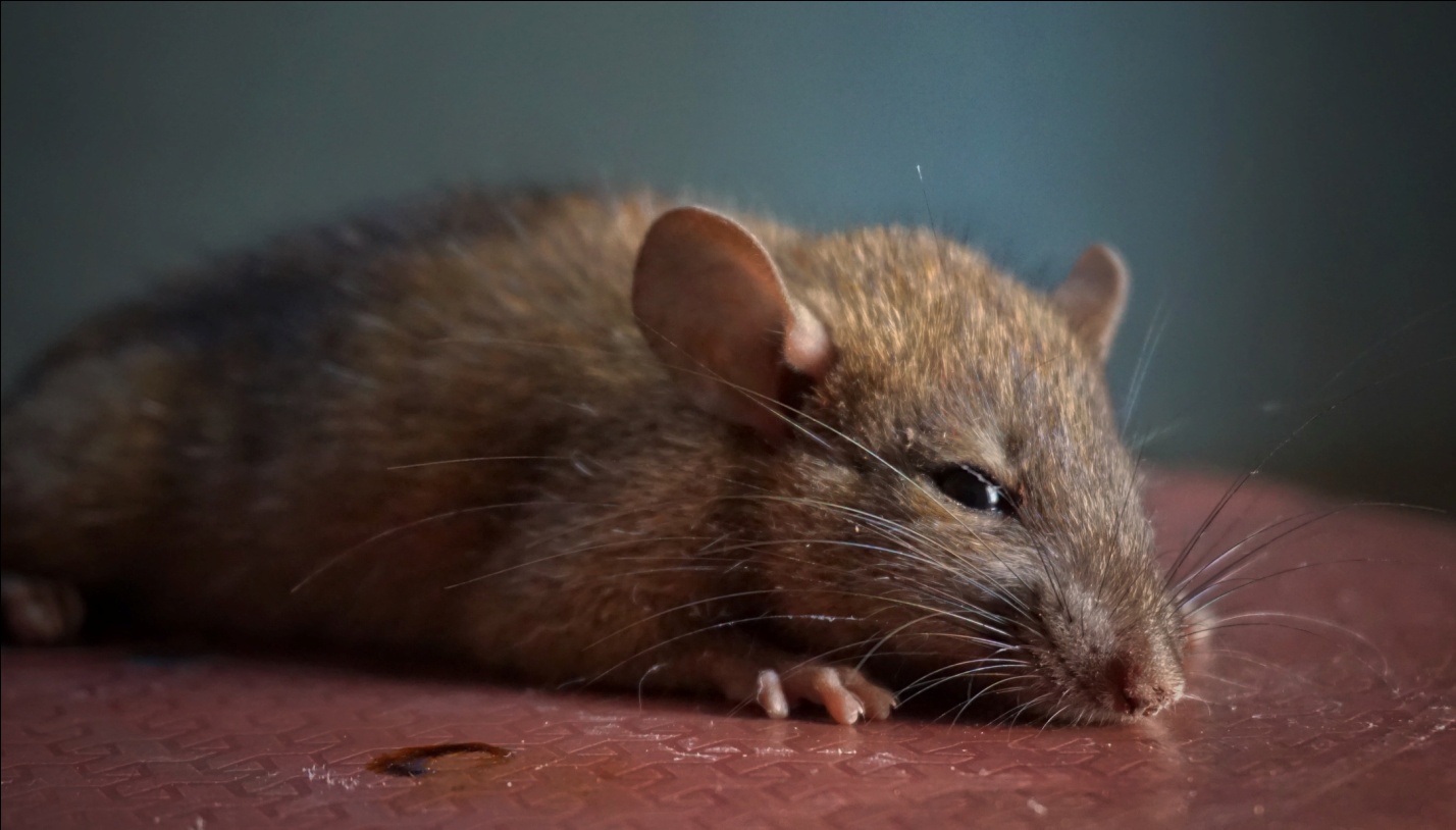 Pests Out of Crawl Space