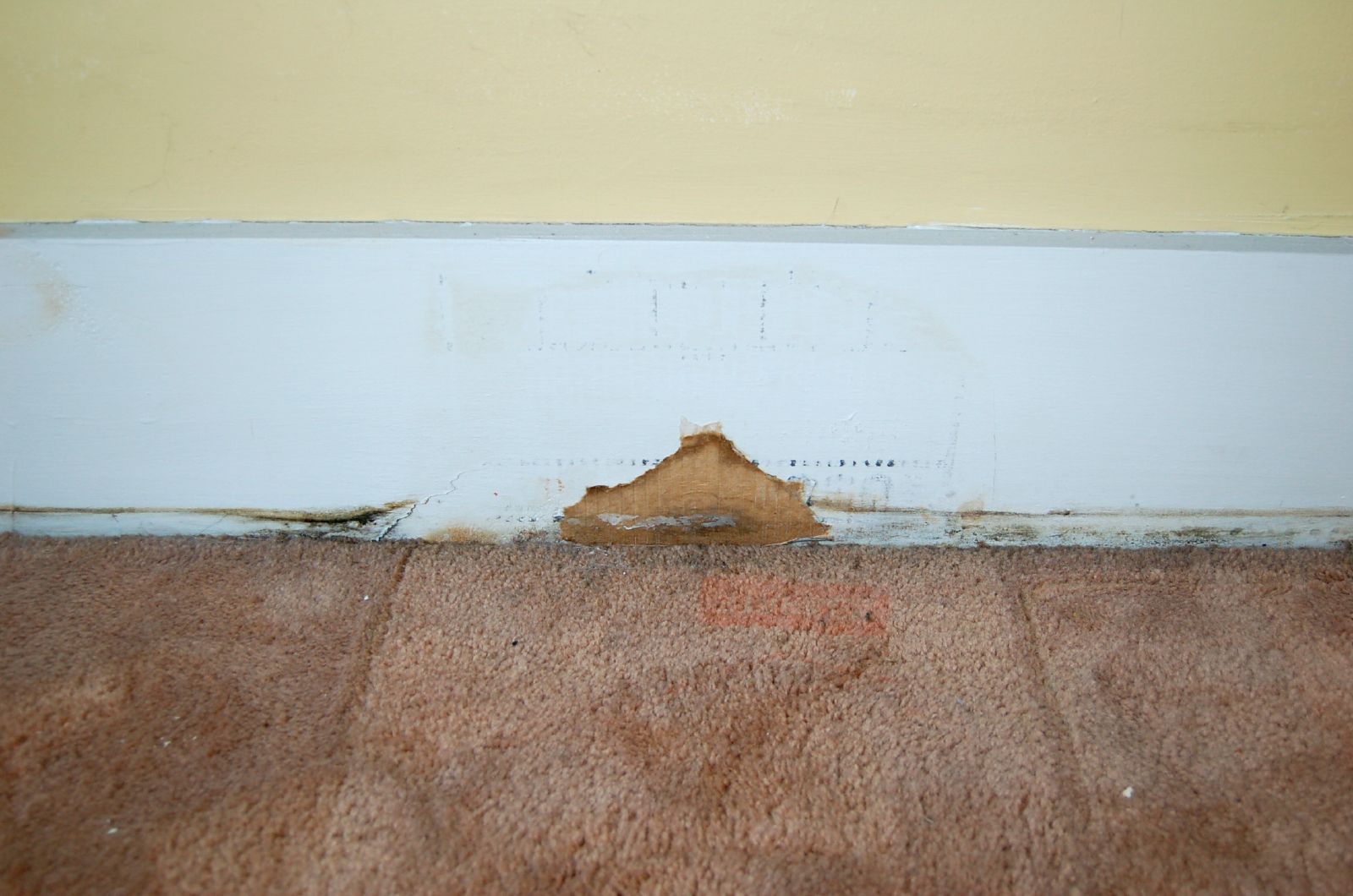 Mold-Ridden Carpet