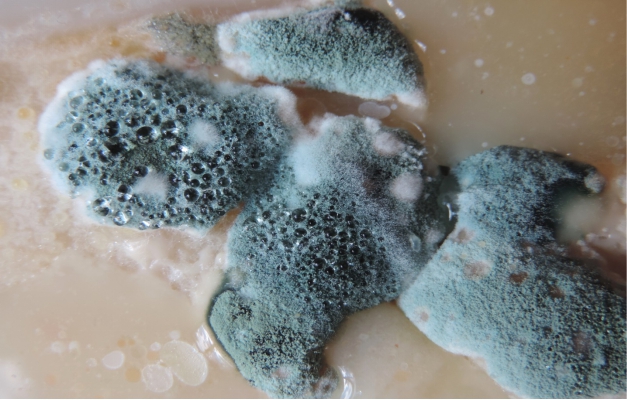 Mold and Mildew