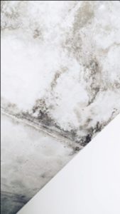 Mold on the wall