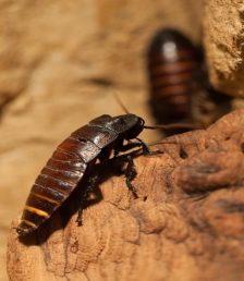 Cockroach