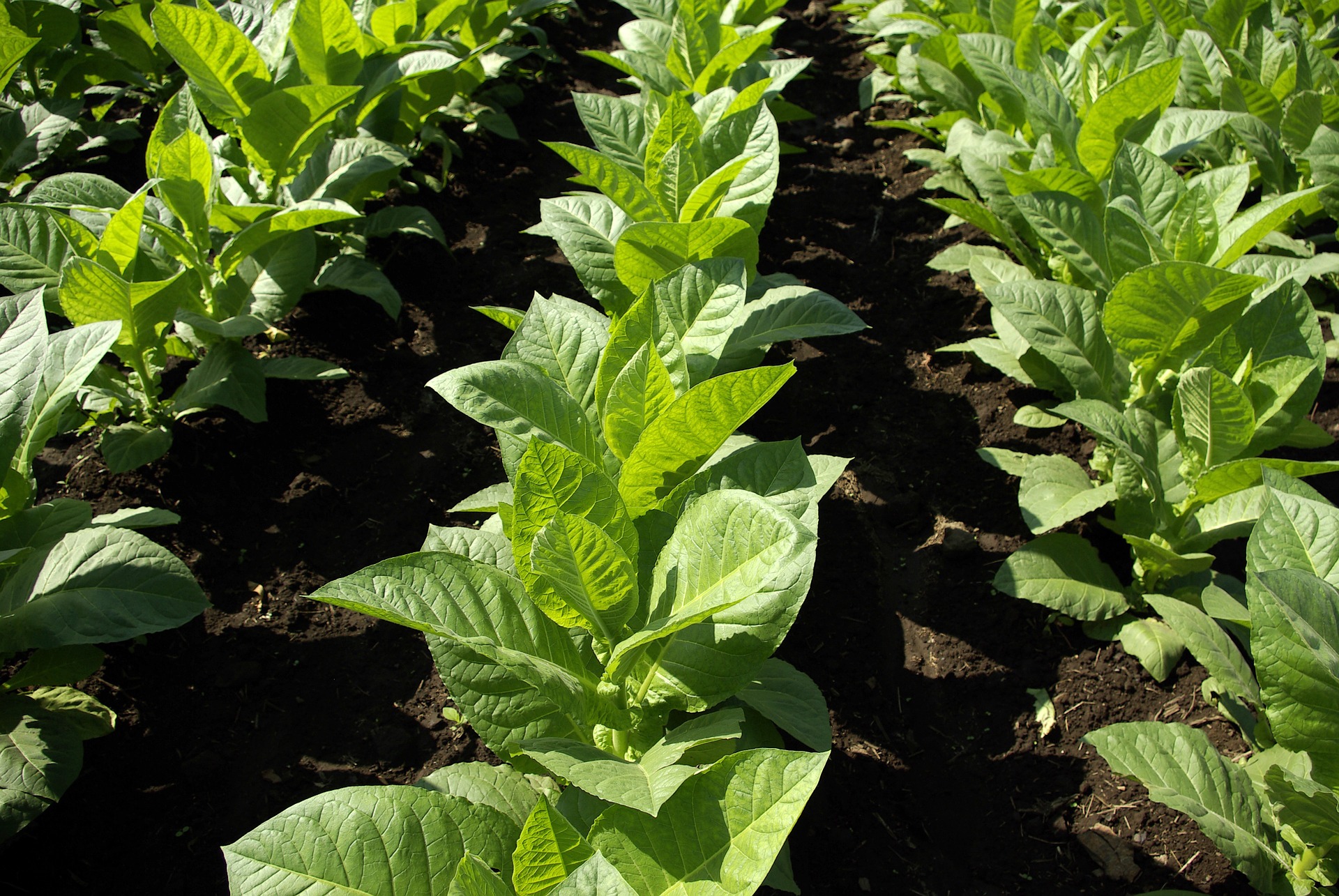 Do Puff Bars Expire?