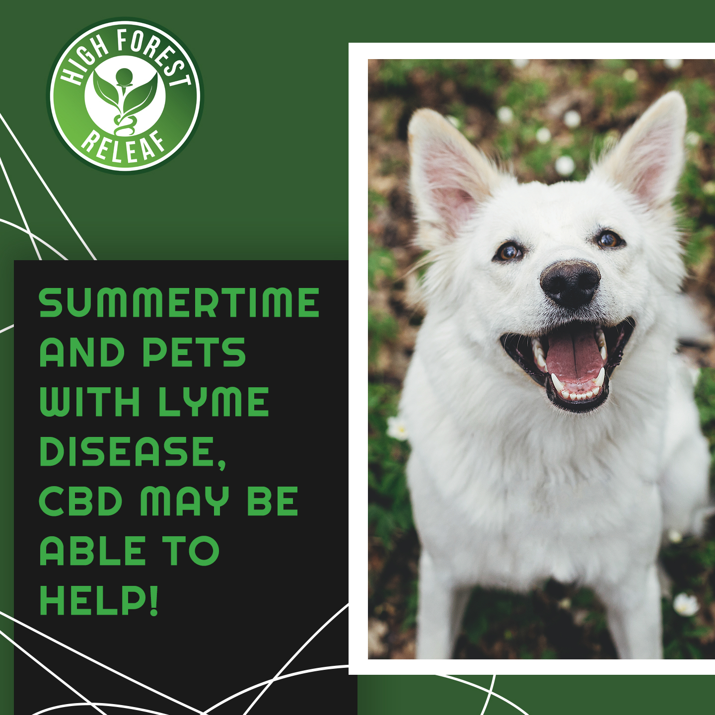 Summer And Lyme Disease: Dog Symptoms and How CBD May Help | High Forest ReLeaf