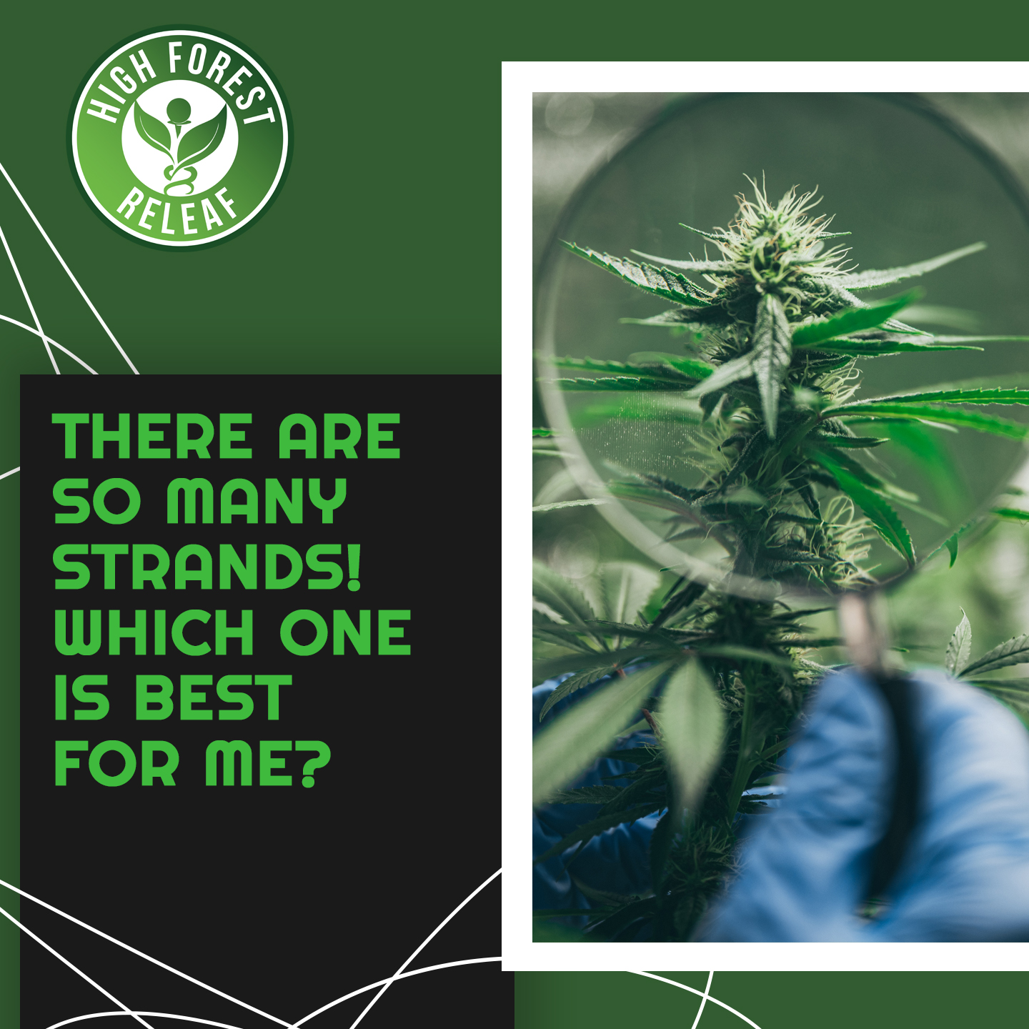 High-Forest-ReLeaf-Which-Strand-Is-Right-For-Me