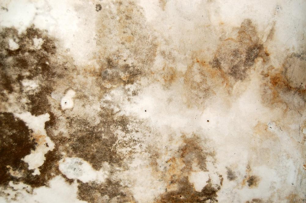 Mold Growth