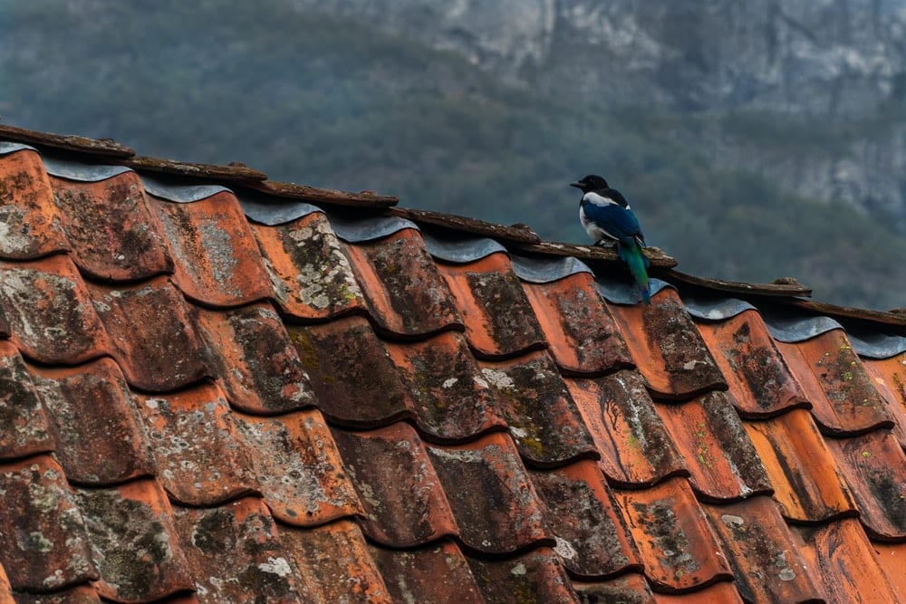Roofing Water Damage