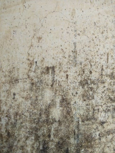 Molded Wall