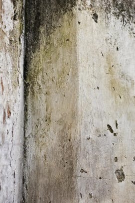 Mold Out