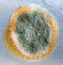 Mold