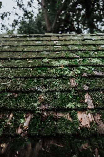 Roofing Mold