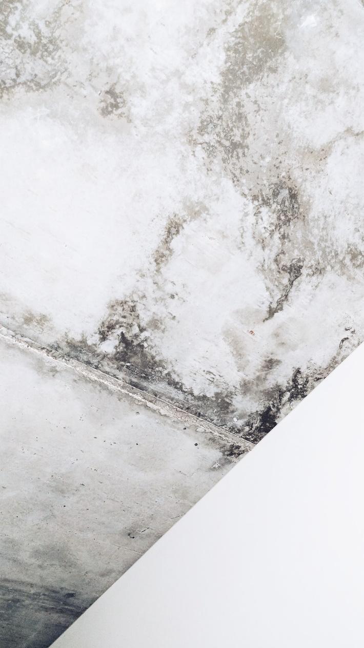 Huntersville, NC – We are Mold Remediation Experts | Home Restoration News