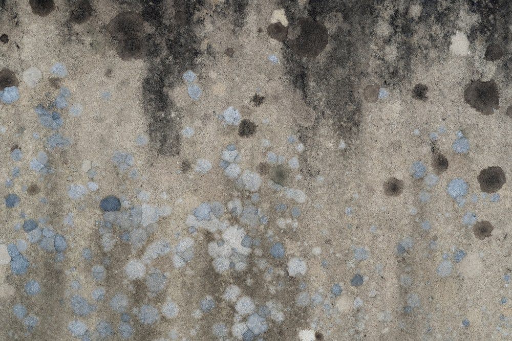 Huntersville NC – Review: Mold Damage Remediation Services in Mecklenburg County