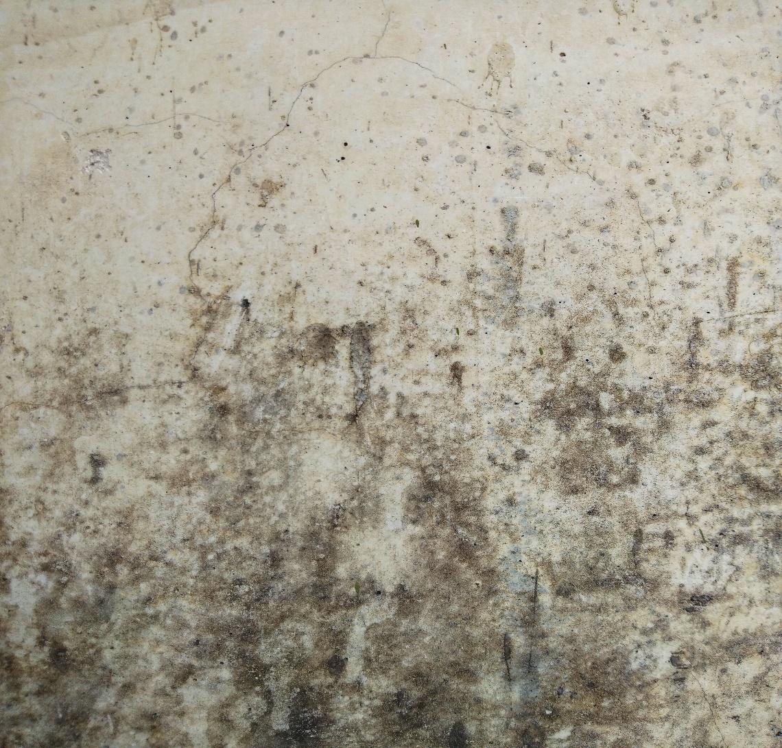 Preventing Mold