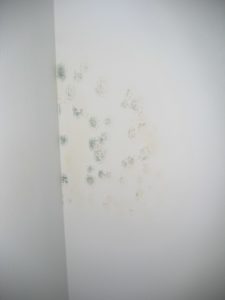 Mold