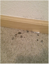 Wet Carpet