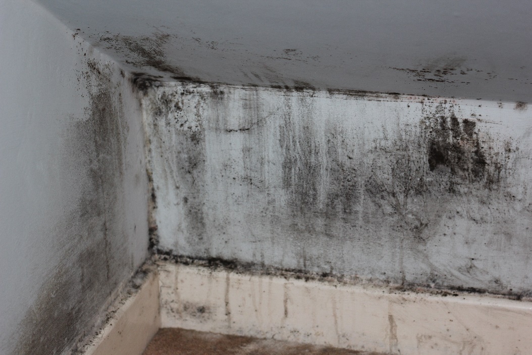 Kennewick, WA - Let's Debunk the Most Common Misconceptions About Mold Growth