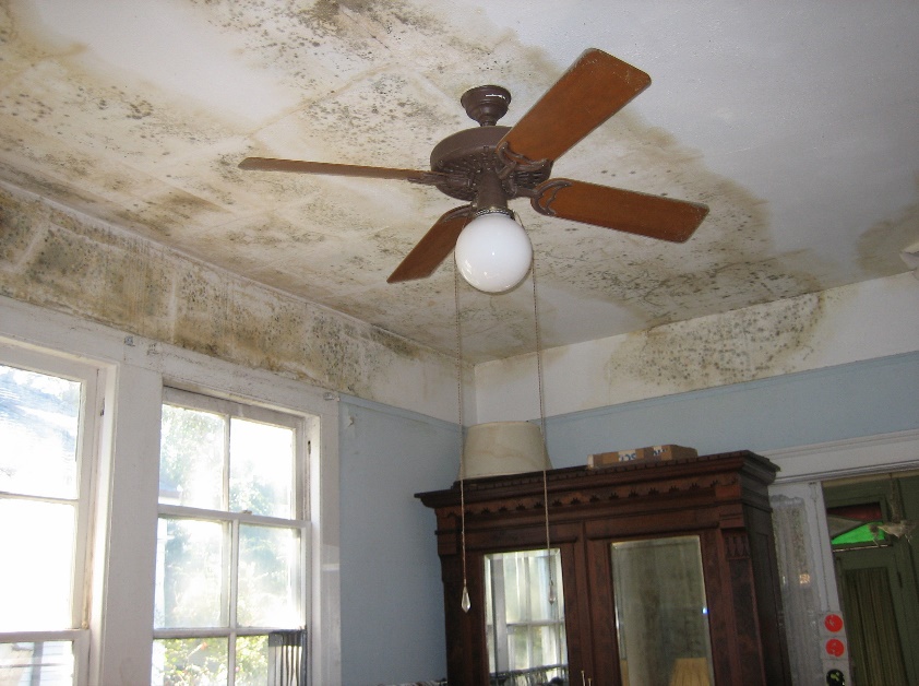 Kennewick, WA - Do Not Ignore These Signs of Mold Infestation in Your Roof